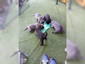 reinrassige Cane Corso Welpen