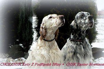English Setter Reinrassige Welpen