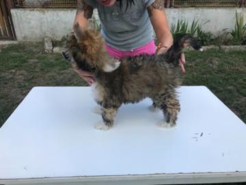 Welpe Chinesischer Schopfhund Powder Puf