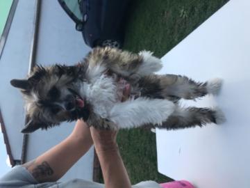 Welpe Chinesischer Schopfhund Powder Puf