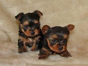 Yorkshire Terrier Welpen