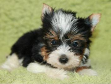 Biewer Yorkshire Terrier Bub++++