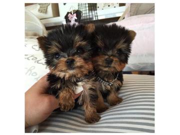 Yorkshire Terrier Welpen VDH Yorkshire T