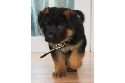 Deutscher Sch�ferhund Welpen