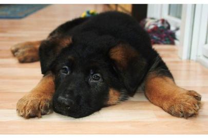 Deutscher Sch�ferhund Welpen