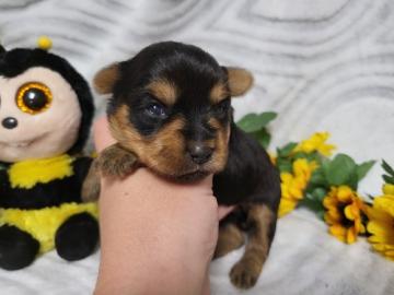 sch?ne Teetasse von Yorkie-Welpen