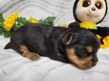 sch?ne Teetasse von Yorkie-Welpen