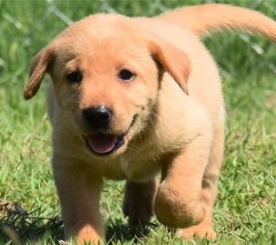 Labrado Retriever puppies