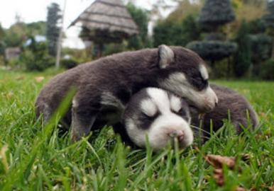Siberian Husky Welpen zu verkaufen