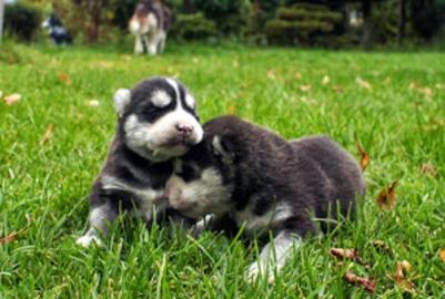 Siberian Husky Welpen zu verkaufen