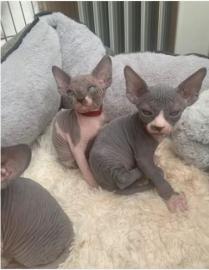 Kanadische Sphynx-K?tzchen zur Adoption