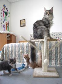 Maine Coon kitten mit Papiere