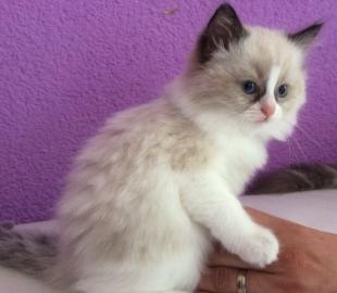 Anh�ngliches Ragdoll K�tzchen (weiblich