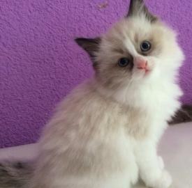 Anh�ngliches Ragdoll K�tzchen (weiblich