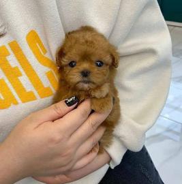 MINI-Pudelwelpen, m�nnlich und weiblich