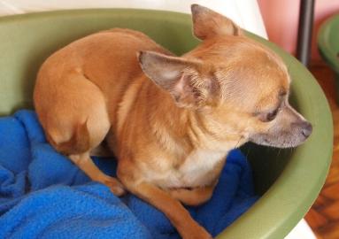 Mini Chihuahua H�ndin