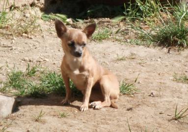 Mini Chihuahua H�ndin