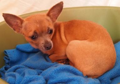 Mini Chihuahua H�ndin