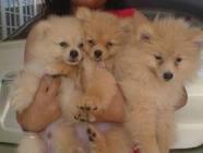 Zwergspitz / Pomeranian Welpen