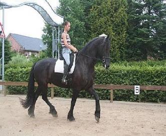 6 jahrige liebe hollandische FPS frieser