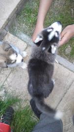 Huskyweibchen