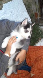 Huskyweibchen