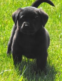 Gesunde Golden Retriever- und Labrador-W