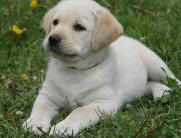 Gesunde Golden Retriever- und Labrador-W
