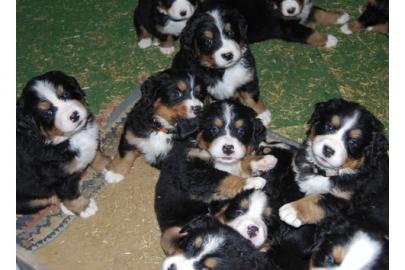 Wundersch�ne Berner Sennenhund - Welpen