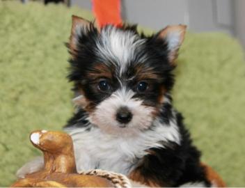 Biewer Yorkshire Terrier