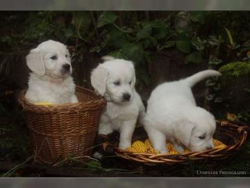 Wurferwartung ! Wei�creme-farben Golden