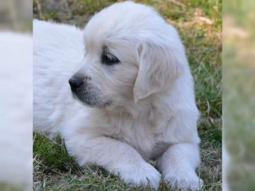 Wurferwartung ! Wei�creme-farben Golden