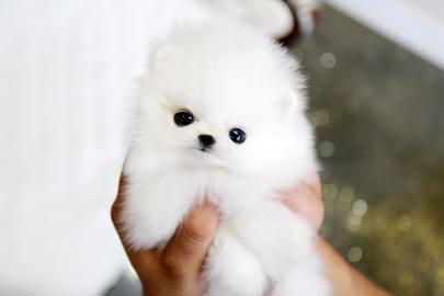 Entz�ckende Pomeranian Welpen bereit