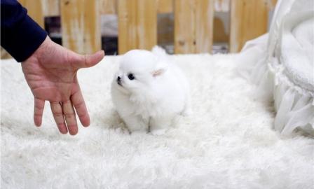 s��er Pomeranien Welpen