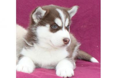 Reinrassige Siberian Husky Welpen abzuge