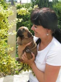 Fila Brasileiro Z�cht.  bietet Welpen an