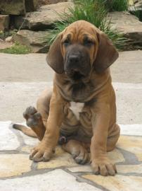 Fila Brasileiro Z�cht.  bietet Welpen an