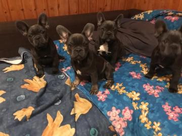 Wundersch�ne franz�sische Bulldoggen