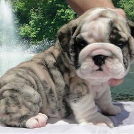 Sweet puppies for re-homing