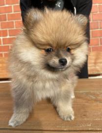 Pomeranian und Pomchi Welpen