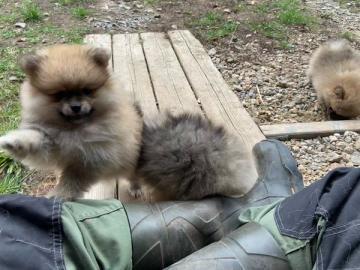 Pomeranian und Pomchi Welpen