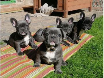Franz?sische Bulldoggen Welpen