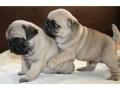 Wundersch�ne mini mops welpen beige und