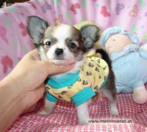 Chihuahua Welpen zu verkaufen