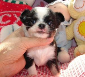 S��e Chihua**hua