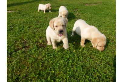 Gut ausgebildete Labrador Welpen