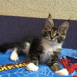 Baby kitten mit papieren