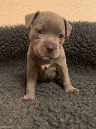 Amstaff Welpen