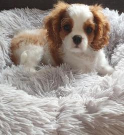 Cavalier King Charles Spaniel Welpen abz