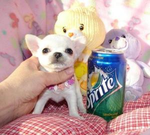 Mini Chihuahua R�den und Weibchen Welpen